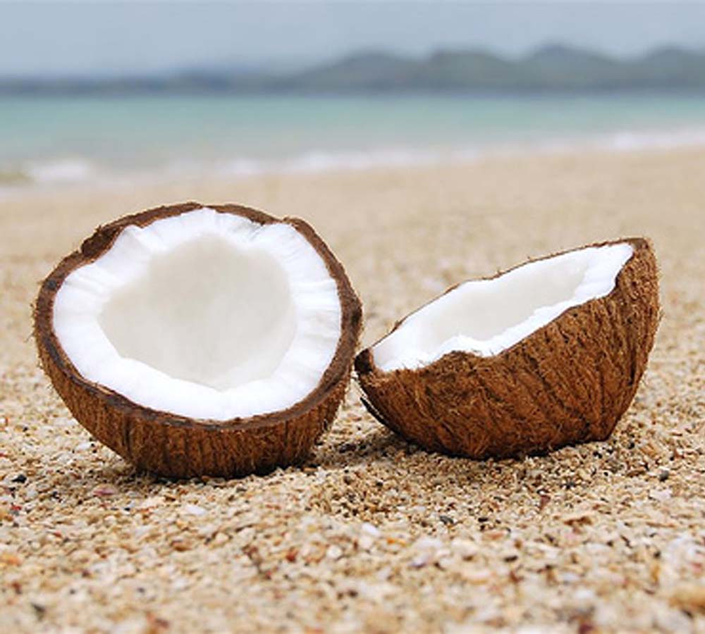 coconut introduction