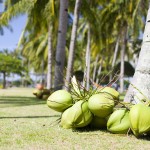 椰子在沙灘上馬來西亞-2048x2560