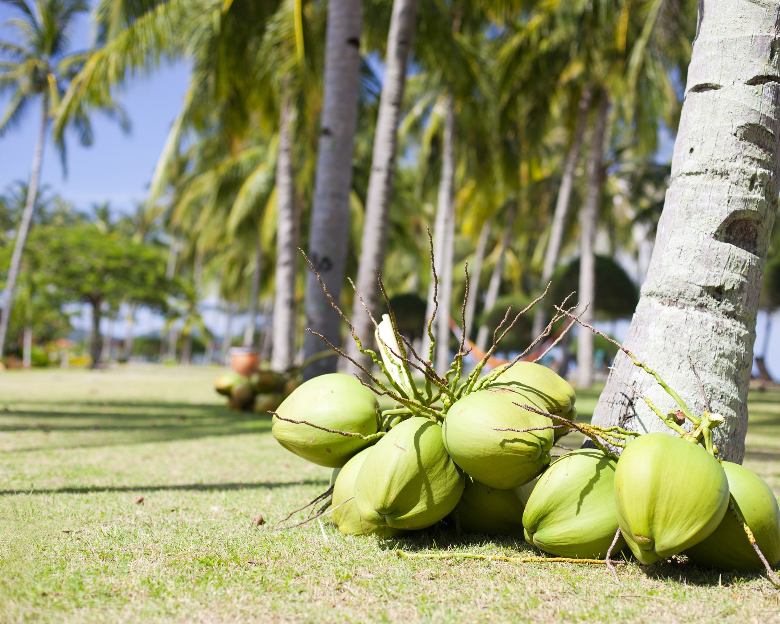 椰子树在菲律宾 库存图片. 图片 包括有 健康, 菲律宾, 生活方式, 人们, 朋友, 庭院, 位于, 木炭 - 112876097